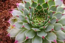125.webp