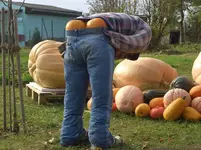 Pumpkinwächter 2.webp