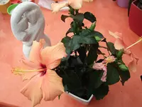 DSCF1112.webp