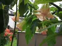 DSCF1114.webp