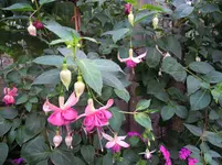 DSCN0224.webp