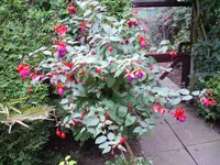 DSCN0221.webp