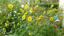 K800_30.August 2011 191.webp