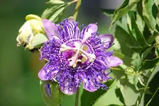 DSC_0250.webp