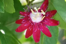 DSC_0257.webp