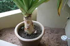 palma_02.webp