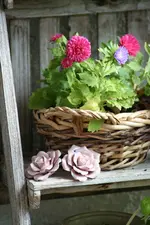 Sommeraster kl kl.webp