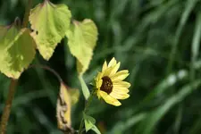 sonnenbluem kl kl.webp