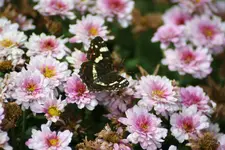 sommerastern.webp