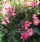 DSC02040 - 2011-08-31 - geretteter oleander.jpg