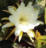 DSC02038 -2011-08-25 - epiphyllum gro0.webp