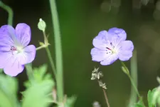 storchenschnabel kl.webp