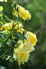 gelbe rose 2 kl.webp
