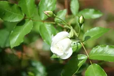 white Princess kl.webp
