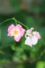wilde schönheit kl.webp