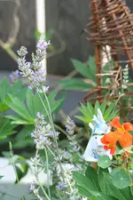 lavendel kl.webp