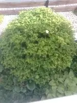 3853099_1242908839534m.webp