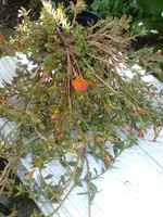 DSC00273.webp