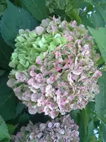 31082011240.webp