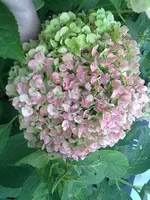 31082011242.webp