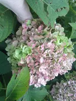 31082011243.webp