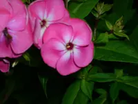 DSCI1114.webp