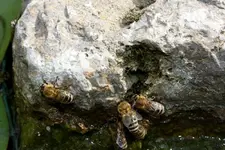 Durstige Bienchen.webp