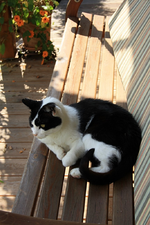 Meeko.webp