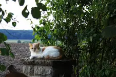 Nachbar's Kater.webp