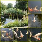 Teichcollage.webp
