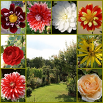 Blüten.webp