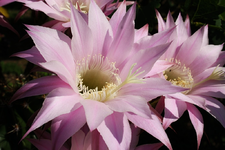 Blühender Kaktus (2).webp