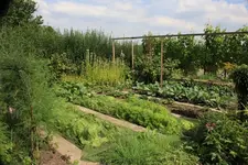 Gemüsegarten.webp