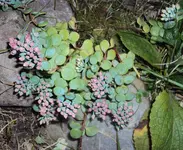DSC02097 - 2011-08-31 - sedum - fetthenne.webp