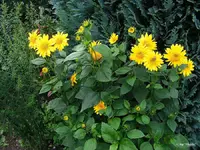 _SB Capenoch Star.webp