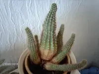 IMAG0382.webp