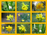 Fruehling wird eingelaeutet 2011.webp