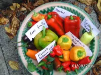 BILD0211.webp