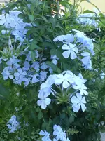 DSC00120.webp