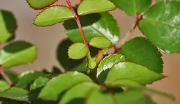 IMG_steckling.webp