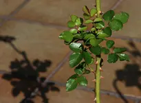 IMG_steckling1.webp