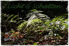 01.09 (5).webp