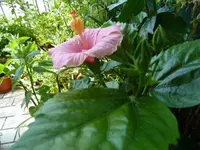 Hibiscusblüte 2_August 2011 [640x480].webp