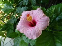Hibiscusblüte 3_August 2011 [640x480].webp