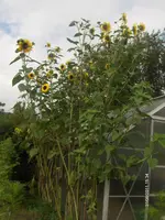 HPIM6839.webp