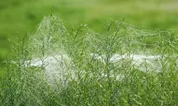 Altweibersommer an der Myrrhe2_kleiner.webp