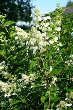 Rispenhortensie in voller Blüte_kleiner.webp