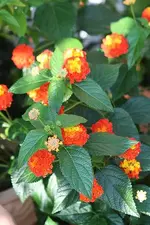Wandelröschen in voller Blüte_kleiner.webp