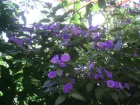 Enzian.1.9.2011.webp