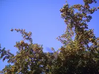 Feuerdorn1.1.9.2011.webp